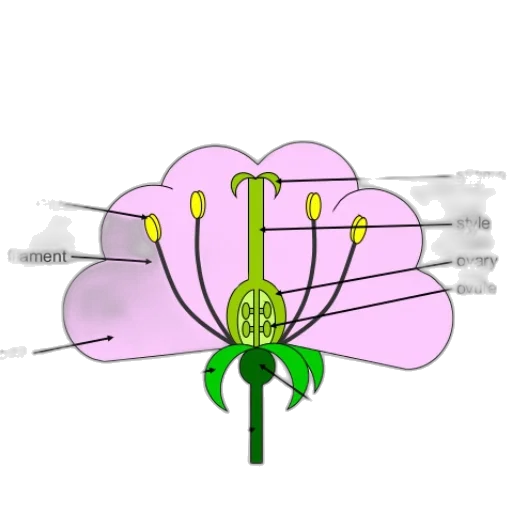 flower, crown, jewelry, staff transparent PNG cut-out