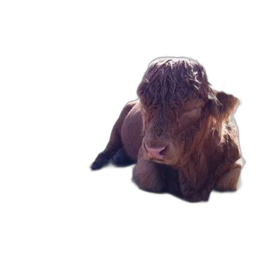 animal, hair, creature, hat transparent PNG cut-out