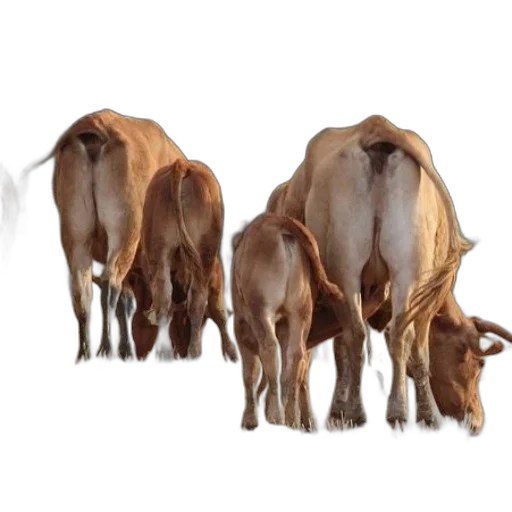 animal, hair, food, jewelry transparent PNG cut-out