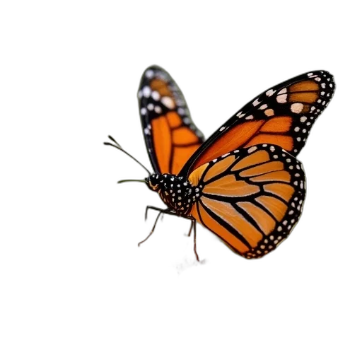 animal, creature, crown, flower transparent PNG cut-out