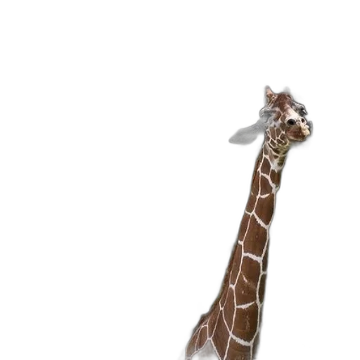 animal, umbrella, hat, creature transparent PNG cut-out