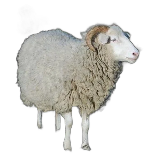 animal, creature, jacket, face transparent PNG cut-out