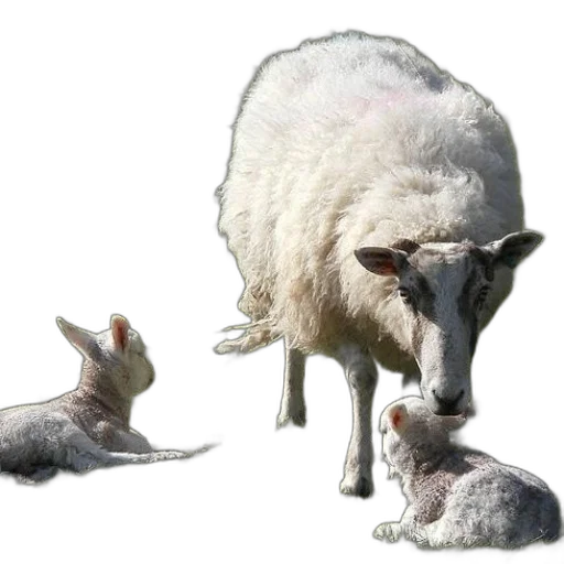 animal, creature, photorealistic, concept art transparent PNG cut-out