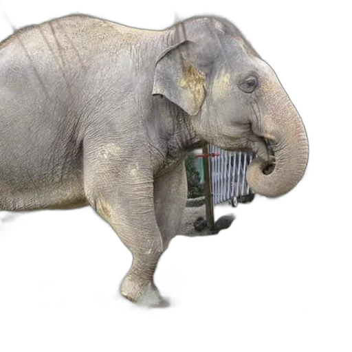 animal, weapon, creature, car transparent PNG cut-out