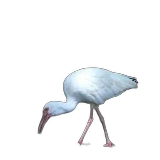 animal, creature, shoes, food transparent PNG cut-out
