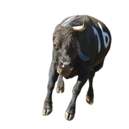 animal, creature, jewelry, 3d render transparent PNG cut-out