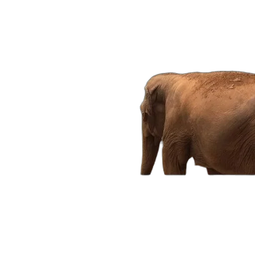 animal, creature, weapon, face transparent PNG cut-out