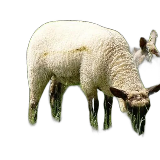 animal, creature, weapon, food transparent PNG cut-out