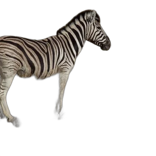 animal, creature, furniture, staff transparent PNG cut-out
