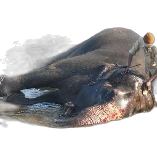 animal, creature, weapon, food transparent PNG cut-out