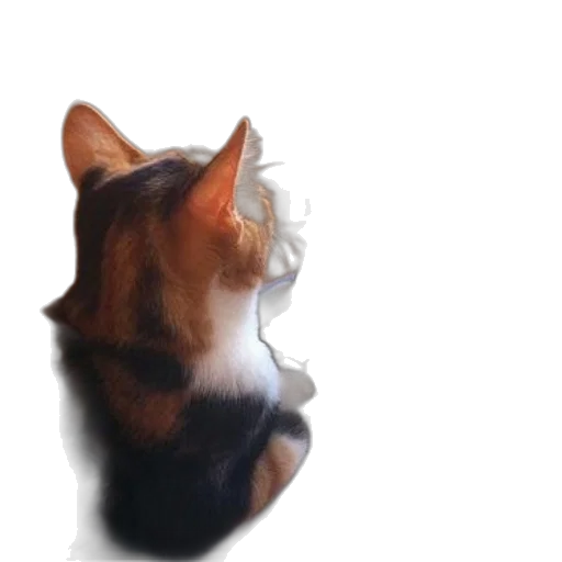 animal, face, staff, hair transparent PNG cut-out