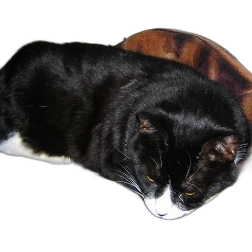 hat, crown, animal, jacket transparent PNG cut-out