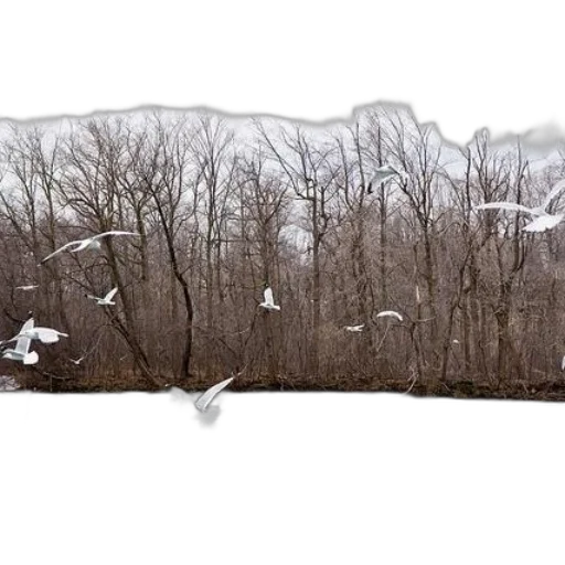 tree, hair, shoes, snow transparent PNG cut-out