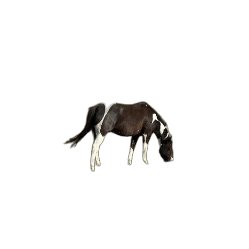 animal, creature, jewelry, furniture transparent PNG cut-out