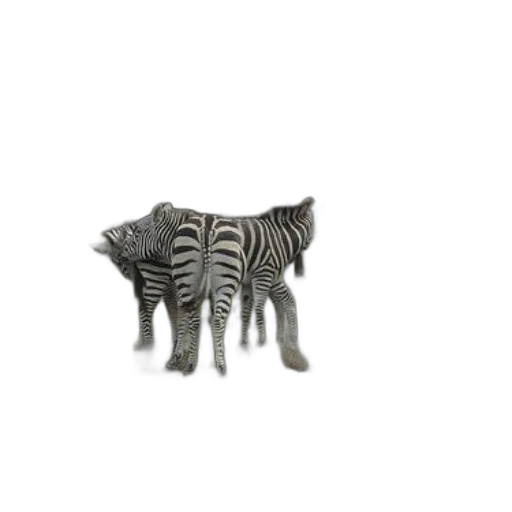 animal, creature, jewelry, furniture transparent PNG cut-out