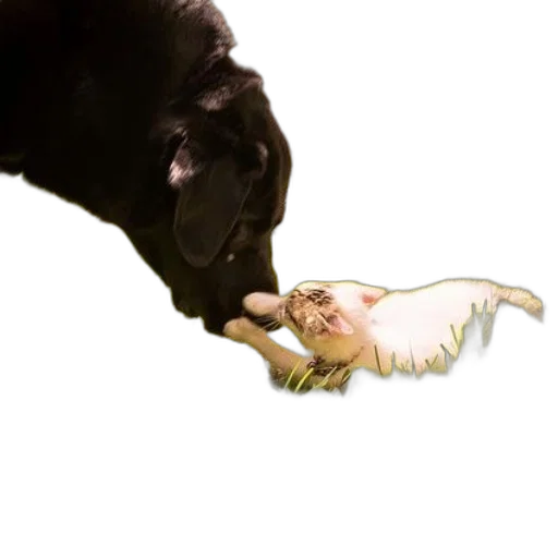 animal, creature, weapon, food transparent PNG cut-out