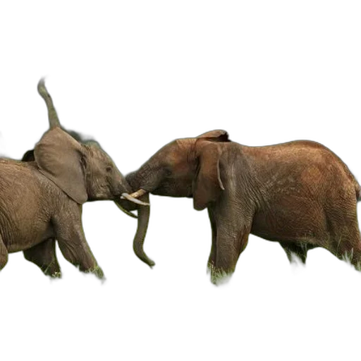 animal, 3d render, concept art, two transparent PNG cut-out