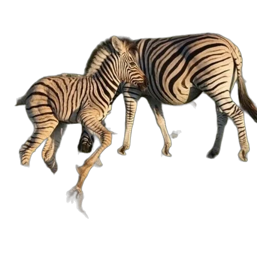 animal, creature, furniture, concept art transparent PNG cut-out