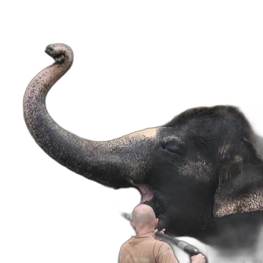 animal, creature, hat, staff transparent PNG cut-out