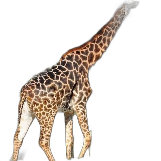 animal, creature, staff, weapon transparent PNG cut-out
