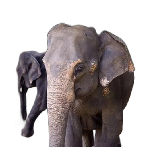animal, creature, staff, face transparent PNG cut-out
