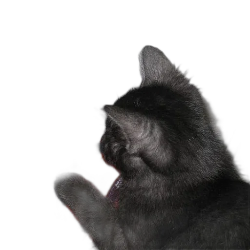 staff, animal, creature, hat transparent PNG cut-out