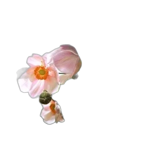flower, jewelry, crown, staff transparent PNG cut-out