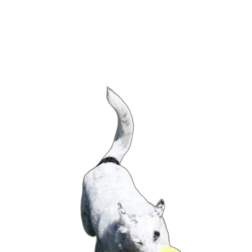 staff, animal, creature, weapon transparent PNG cut-out