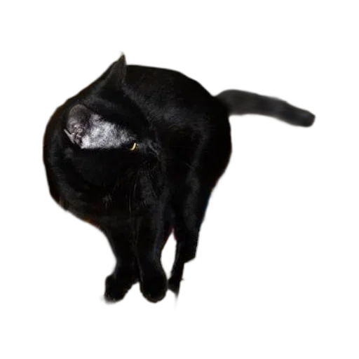 animal, staff, creature, hat transparent PNG cut-out