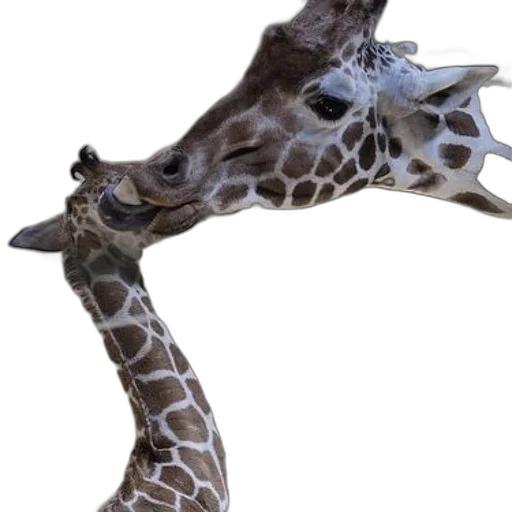 animal, creature, staff, face transparent PNG cut-out