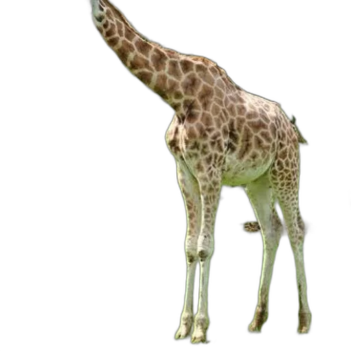 animal, creature, staff, weapon transparent PNG cut-out