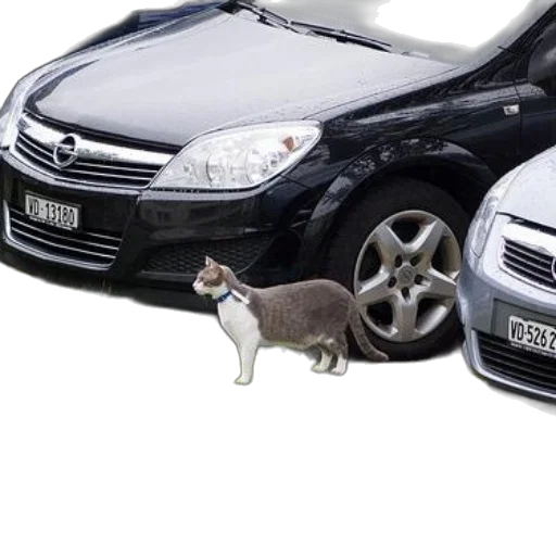 car, animal, 3d render, photorealistic transparent PNG cut-out