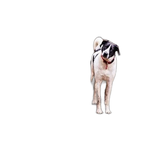 animal, staff, creature, face transparent PNG cut-out