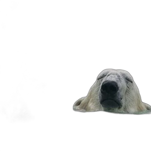 animal, mask, creature, face transparent PNG cut-out