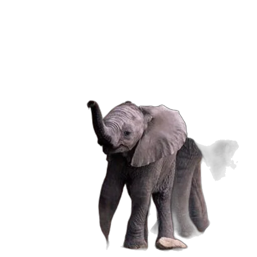 animal, creature, umbrella, staff transparent PNG cut-out