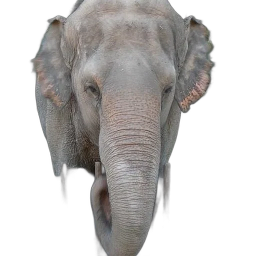 animal, creature, face, hat transparent PNG cut-out