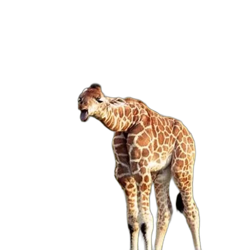 animal, creature, staff, face transparent PNG cut-out