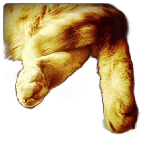 animal, shoes, creature, hair transparent PNG cut-out