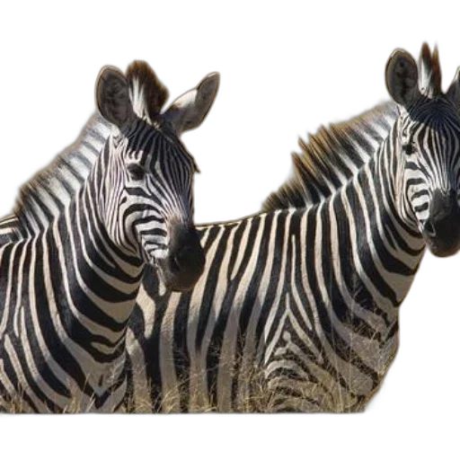 animal, jewelry, creature, shoes transparent PNG cut-out