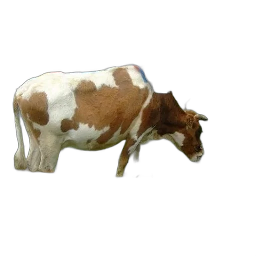 animal, food, creature, jewelry transparent PNG cut-out