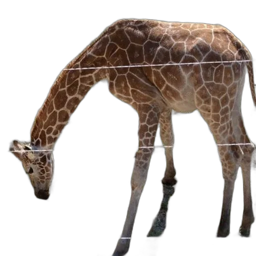 animal, creature, staff, weapon transparent PNG cut-out