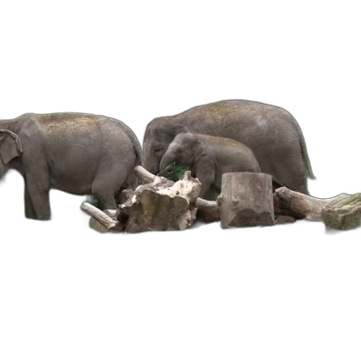 animal, furniture, 3d render, concept art transparent PNG cut-out