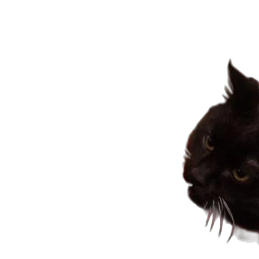 animal, creature, face, hat transparent PNG cut-out