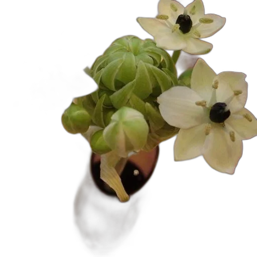 flower, jewelry, crown, hat transparent PNG cut-out