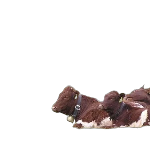 shoes, animal, food, hair transparent PNG cut-out