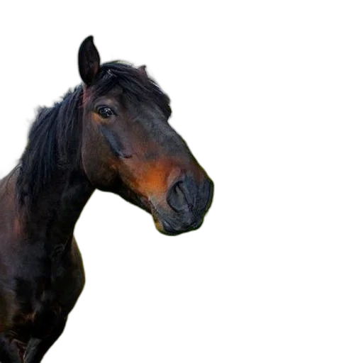 animal, creature, hair, face transparent PNG cut-out
