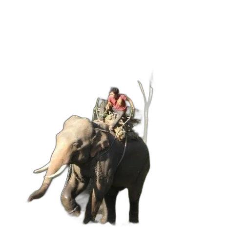 animal, creature, hat, staff transparent PNG cut-out