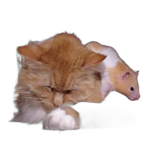hat, animal, creature, staff transparent PNG cut-out