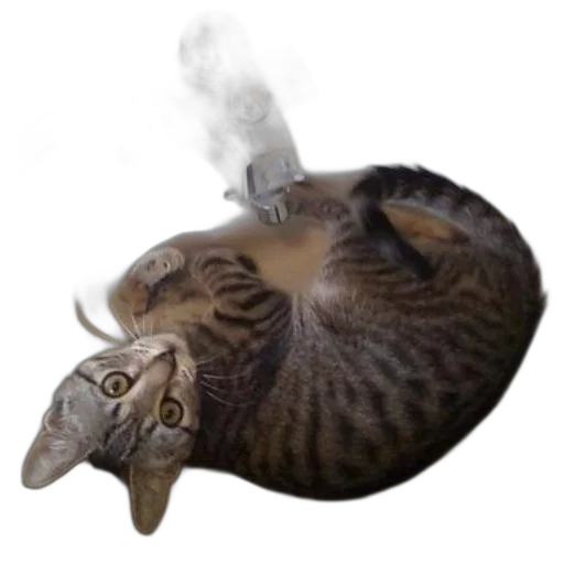 dragon, creature, animal, staff transparent PNG cut-out