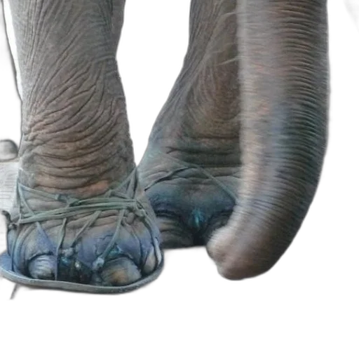 shoes, animal, creature, weapon transparent PNG cut-out